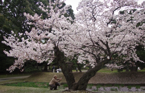 Cherry blossom, Sakura, Hanami