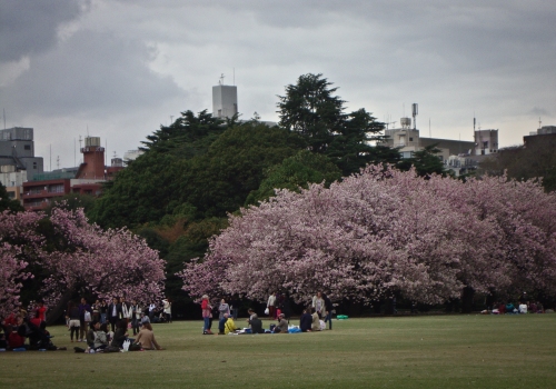 Cherry blossom, Sakura, Hanami